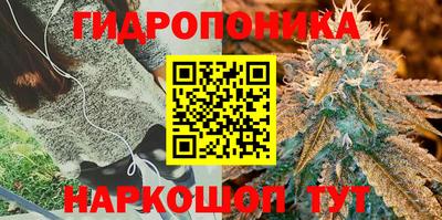 спиды Гай